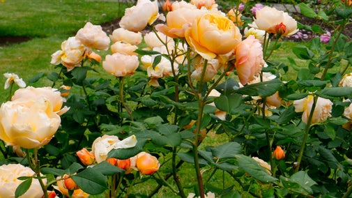 Orange roses fill the foreground of the image with large petals, white roses can also be seen in the background.